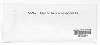 Microdiplodia microsporella image